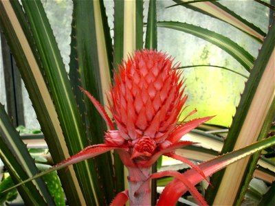 Poland. Warsaw. Powsin. Botanical Garden, greenhouses