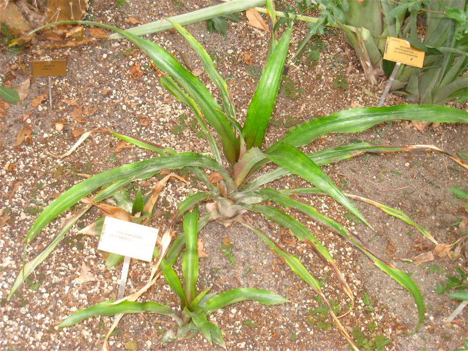 Pseudoananas sagenarius specimen in the National Botanic Garden of Belgium, Meise, just north of Brussels, Belgium.