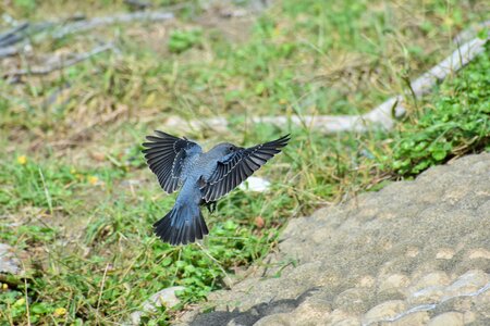 Wild birds method bulbul feathers