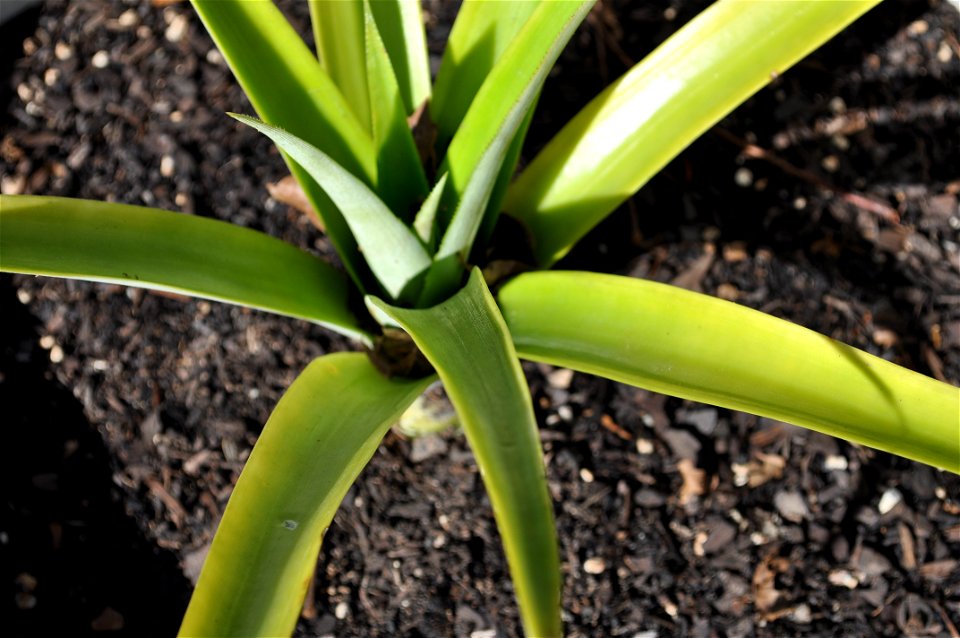 close-up of a young pineapple plant