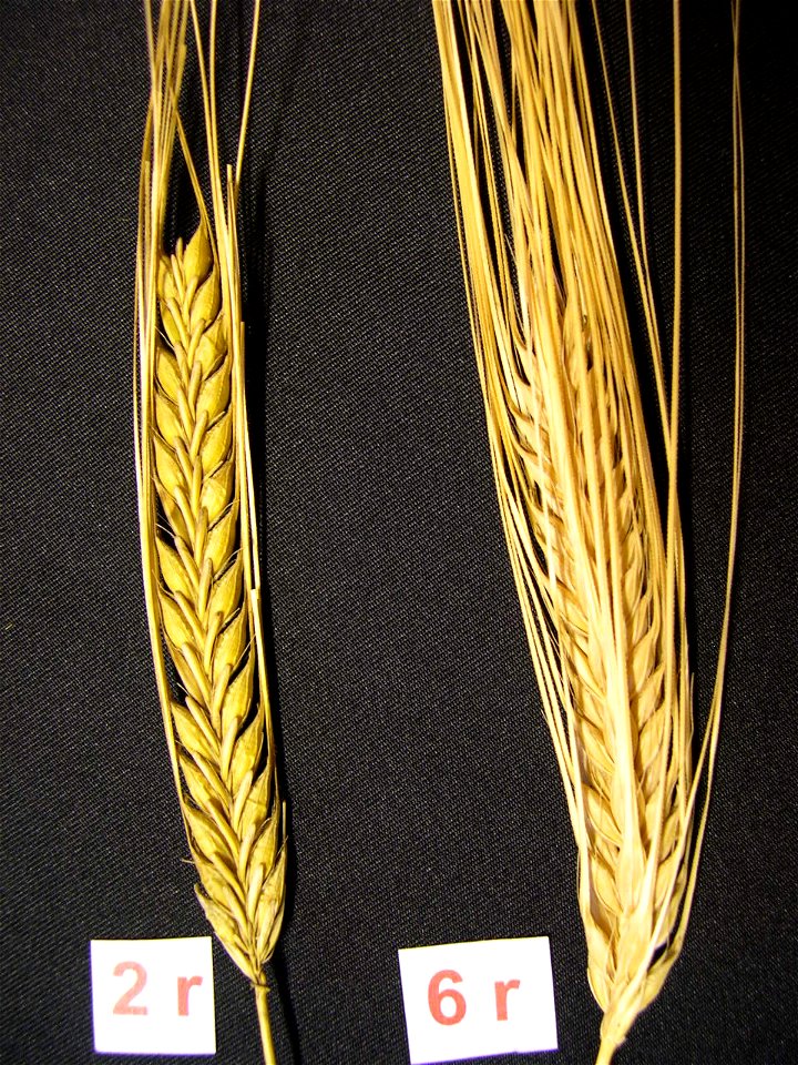 Two-row and six-row barley ears. The six-row is bere from Orkney.
