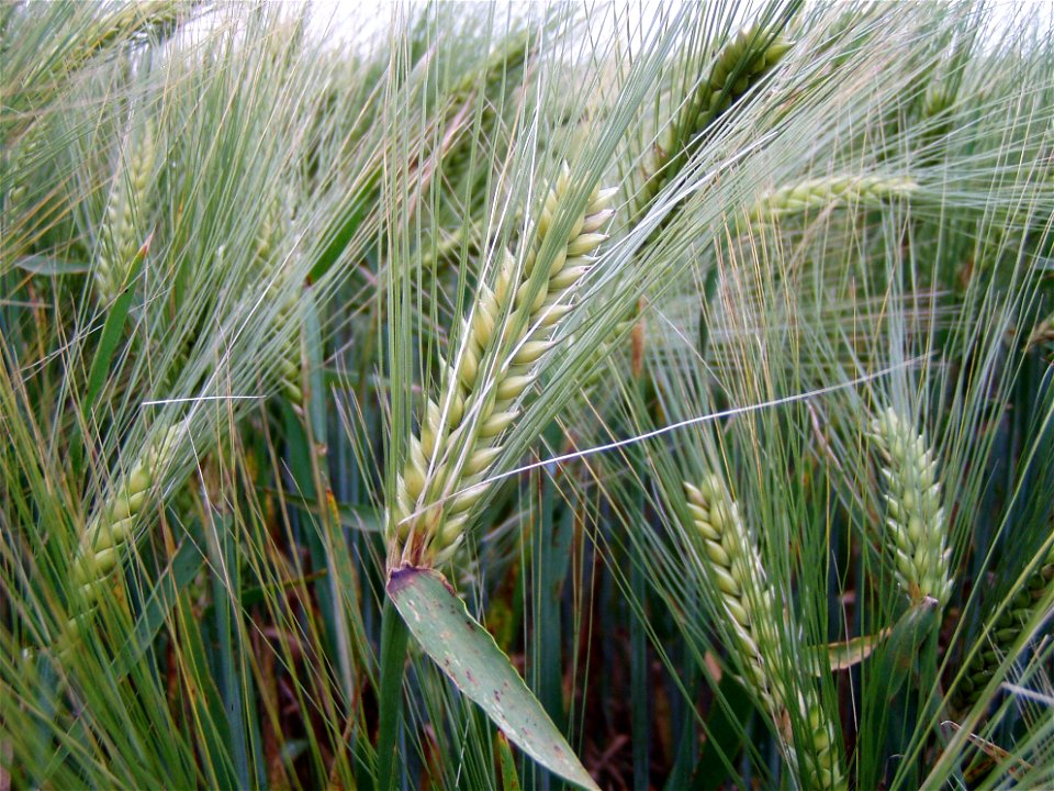 Hordeum vulgare subsp. hexastichum – Epis d'escourgeon bien formés juste avant la maturation
Original: escourgeon (nom donné en Belgique à l'orge d'hiver à 6 rangs) épi à sa croissance maximum avant m