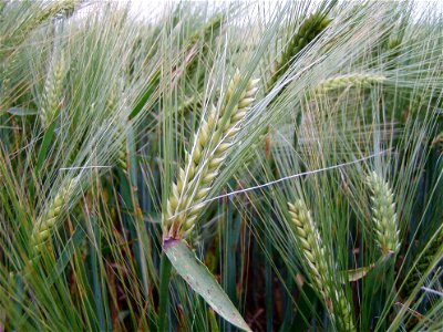 Hordeum vulgare subsp. hexastichum – Epis d'escourgeon bien formés juste avant la maturation
Original: escourgeon (nom donné en Belgique à l'orge d'hiver à 6 rangs) épi à sa croissance maximum avant m