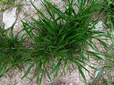Barley plants (Hordeum vulgare) at tillering stage, Castelltallat, Catalonia