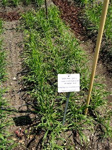 Hordeum vulgare specimen in the Botanischer Garten München-Nymphenburg, Munich, Germany.