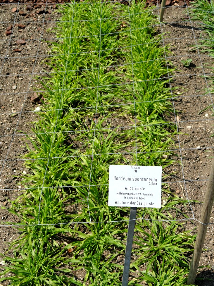Hordeum spontaneum specimen in the Botanischer Garten München-Nymphenburg, Munich, Germany.