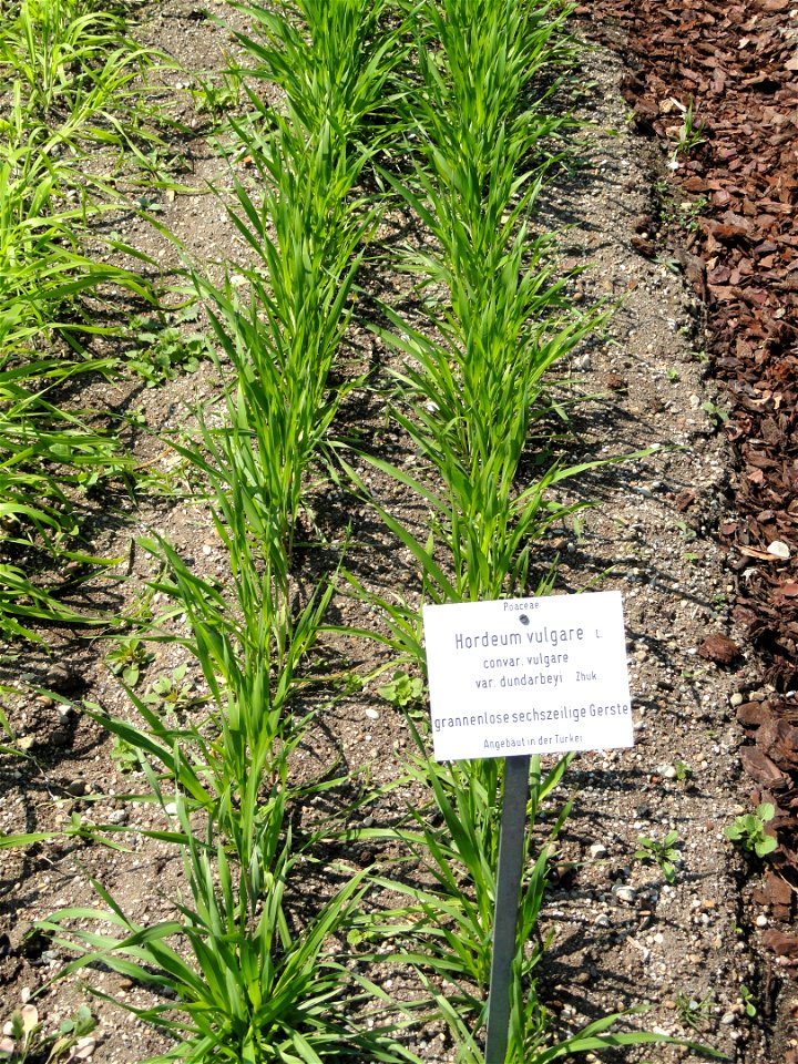 Hordeum vulgare specimen in the Botanischer Garten München-Nymphenburg, Munich, Germany.