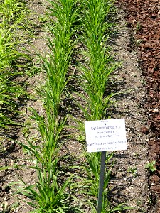 Hordeum vulgare specimen in the Botanischer Garten München-Nymphenburg, Munich, Germany.