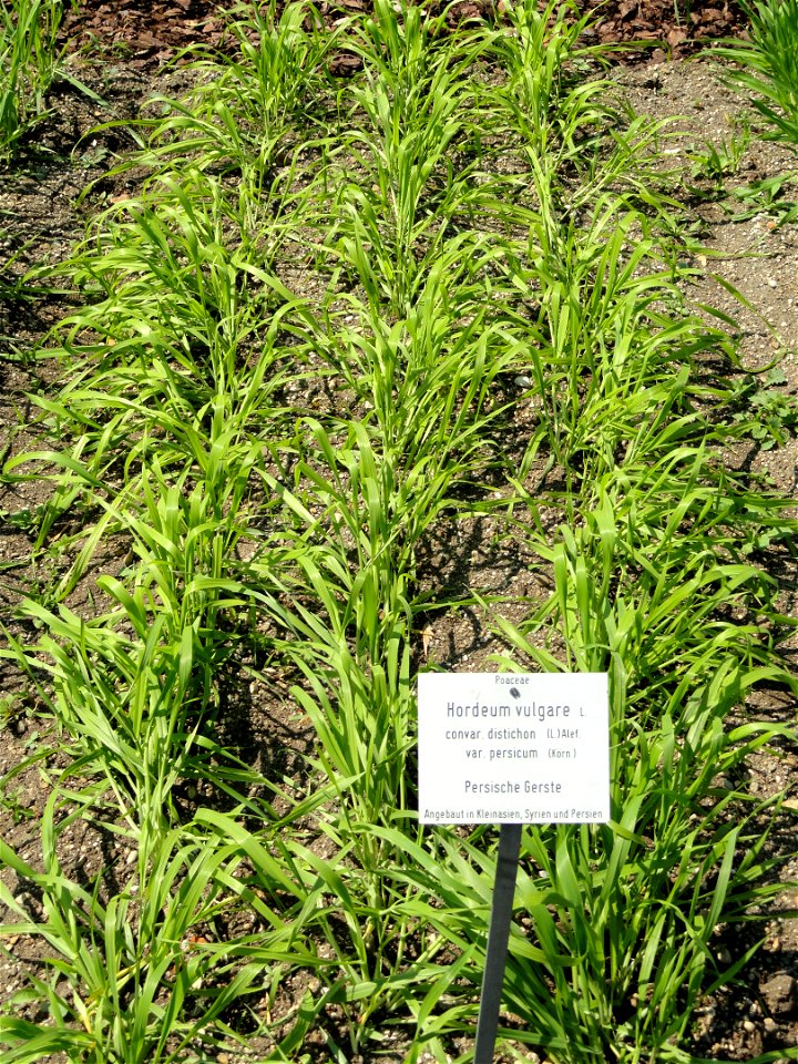 Hordeum vulgare specimen in the Botanischer Garten München-Nymphenburg, Munich, Germany.