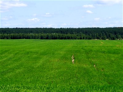 Barley field near Nova Greblya, Borodianka raion, Kiev oblast, Ukraine photo