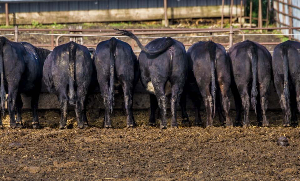 Livestock eating rear