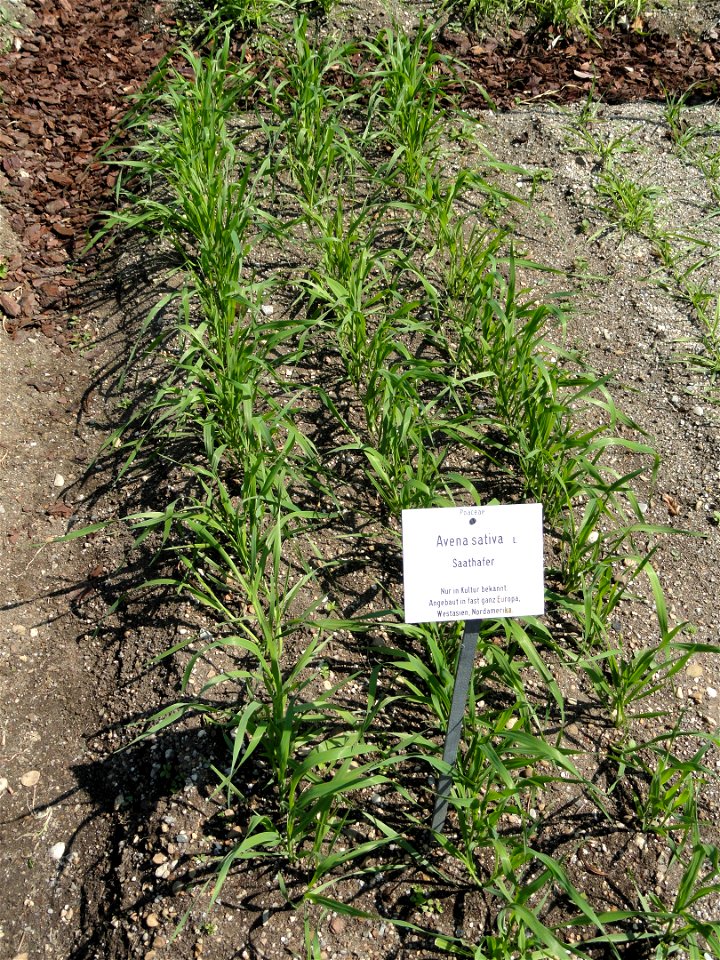 Avena sativa specimen in the Botanischer Garten München-Nymphenburg, Munich, Germany.