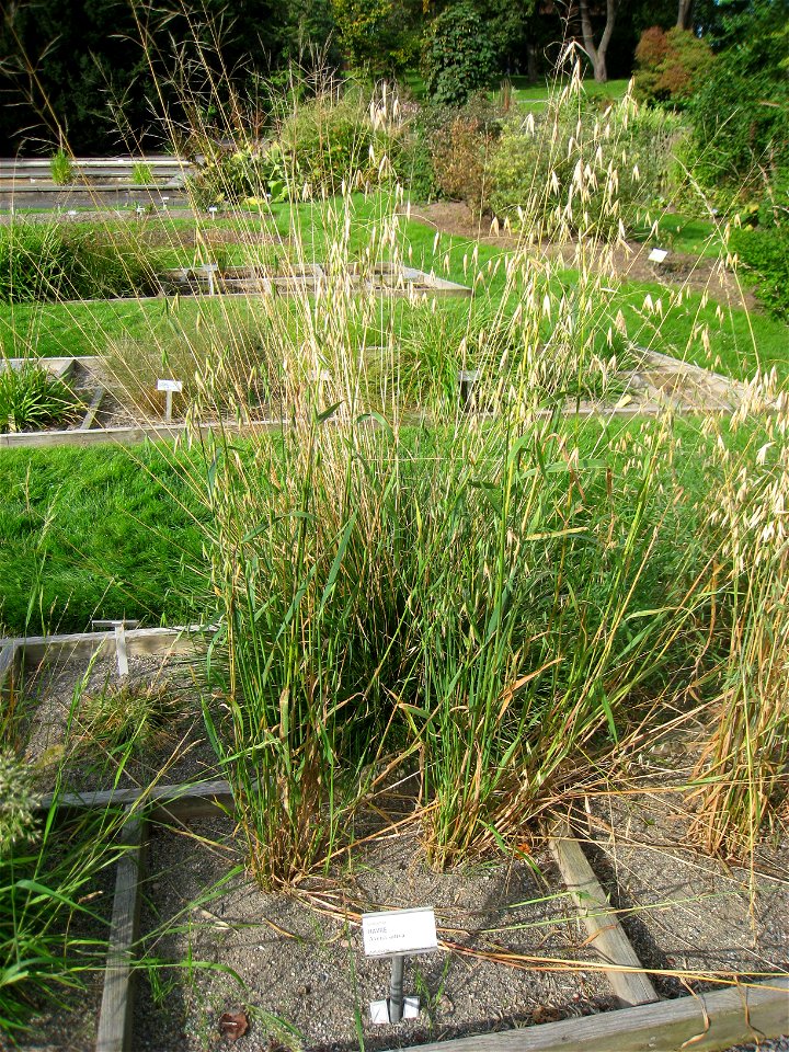 Avena sativa - Oslo botanical garden, Oslo, Norway.