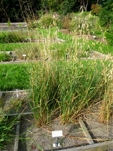 Avena sativa - Oslo botanical garden, Oslo, Norway.