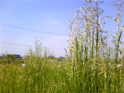 Oats (Avena sativa) in Saitama, Japan.