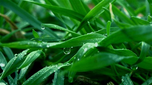 Water droplets on blades of rye grain in a field in Newton, Iowa.
The rye grain was planted on September 1st, 2012, and the picture was taken on October 23rd, 2012.