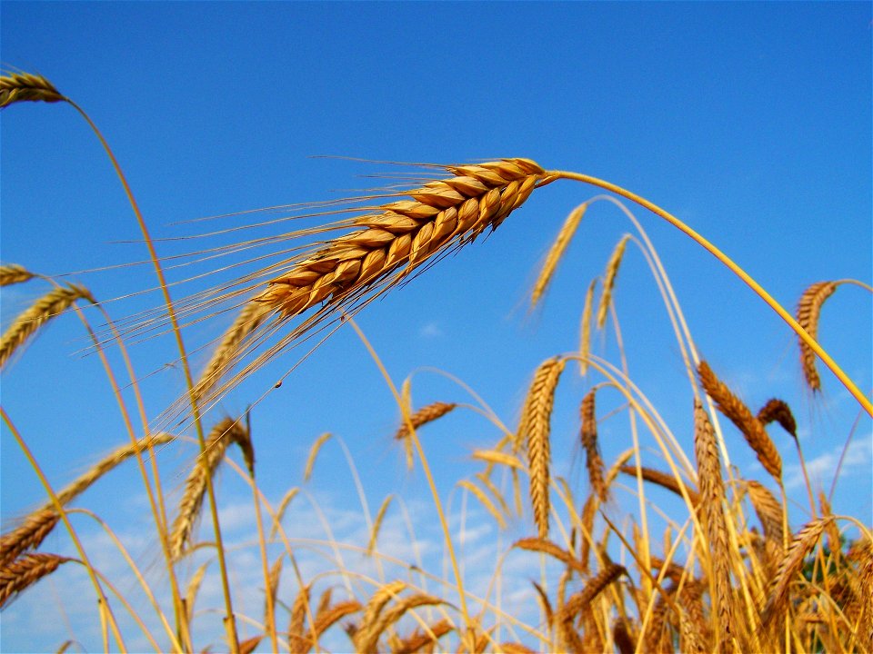 Rye Mature Grain Summer