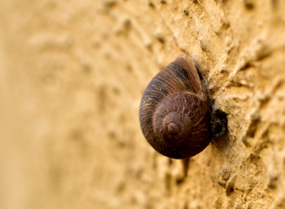 Shell animals structure