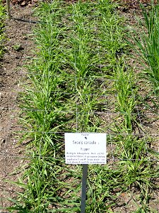 Secale cereale specimen in the Botanischer Garten München-Nymphenburg, Munich, Germany.