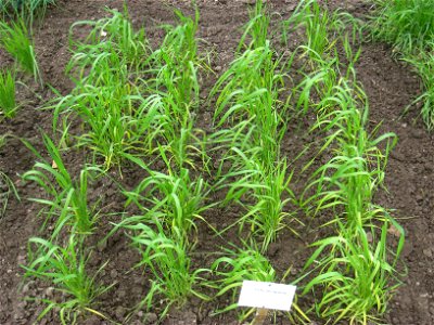 Triticum spelta specimen in the Botanischer Garten, Berlin-Dahlem (Berlin Botanical Garden), Berlin, Germany.