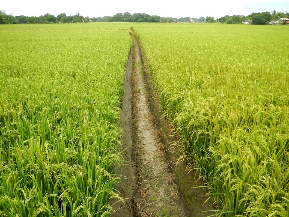 Paddy, rice fields in gloomy weather in Barangay Balatong-B  is beside and in front of Sta. Peregina, beside Inaon, Tinajeros, Poblacion, Cutcut and finally to Longos, Pulilan, Bulacan (accessed from 