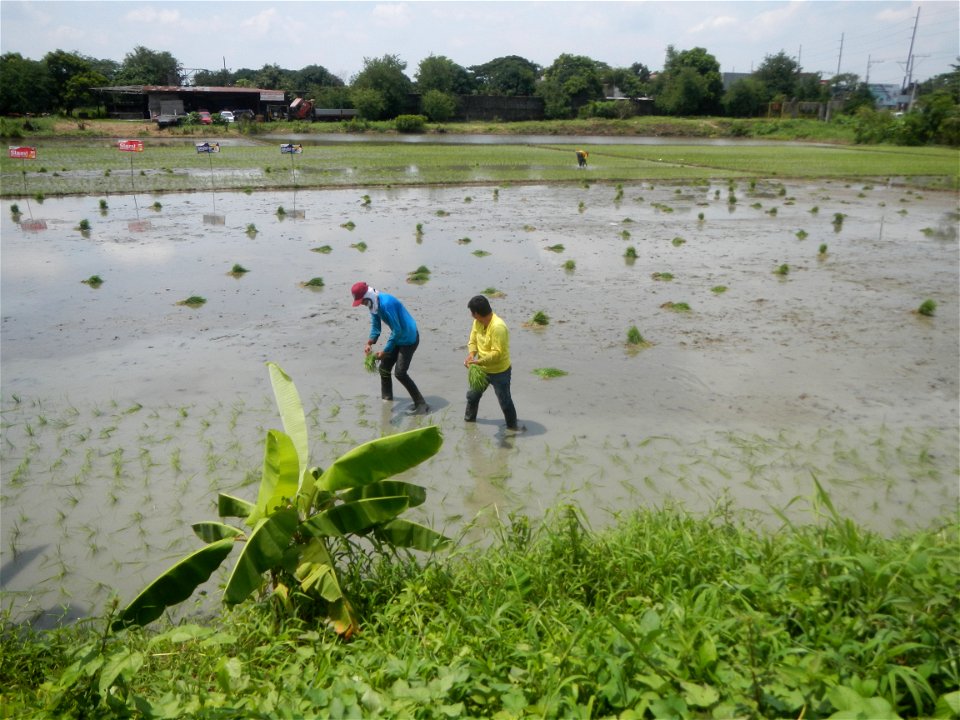Rice transplanters in the Philippines
