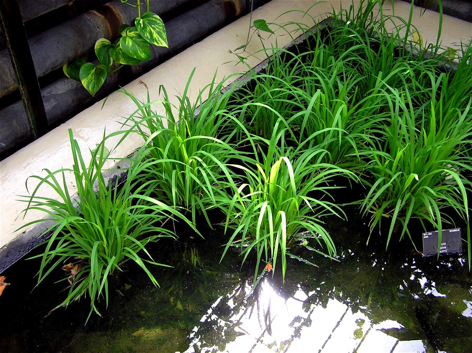 Rice plant Oryza sativa at Kew Gardens, London, England.

Photographed by Adrian Pingstone in June 2005 and released to the public domain.
