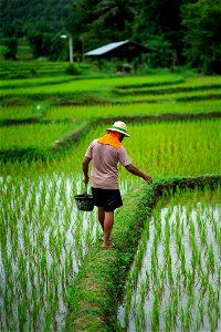 Picture depicts farmer walking through the green rice-paddy