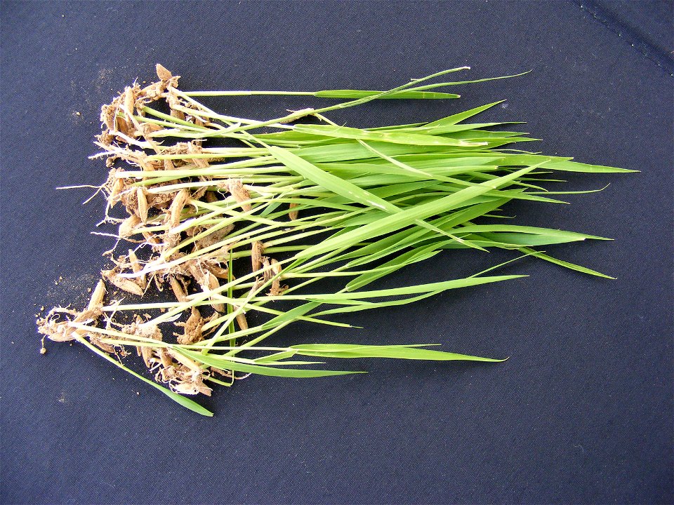 Reispflänzchen (Thailand).