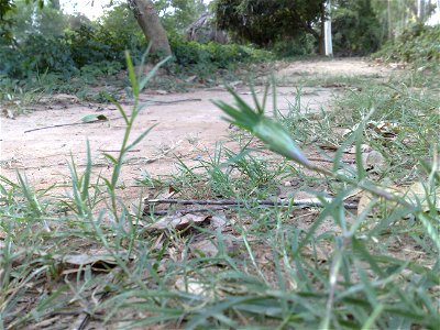 Hình chụp cây cỏ gà, tôi tự chụp và tải lên để minh họa cho bài viết Cỏ gà. photo