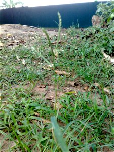 Hình chụp cụm hoa cây cỏ gà. Tôi tự chụp và tải lên để minh họa cho bài viết Cỏ gà. photo
