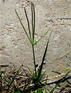 Cynodon dactylon photo