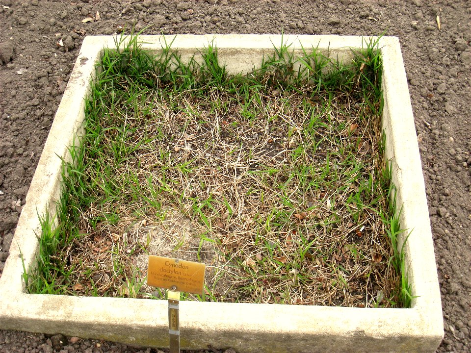Cynodon dactylon specimen in the Botanischer Garten, Berlin-Dahlem (Berlin Botanical Garden), Berlin, Germany.