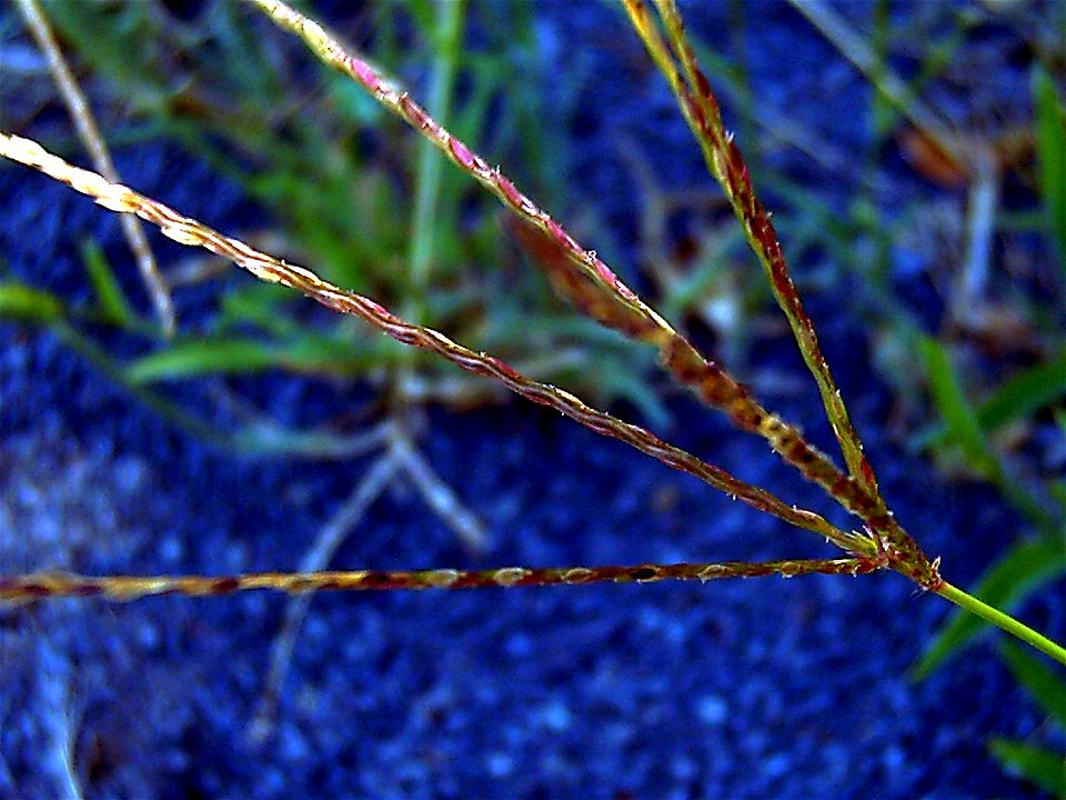 Cynodon dactylon, flowers close up, Sierra Madrona, Spain