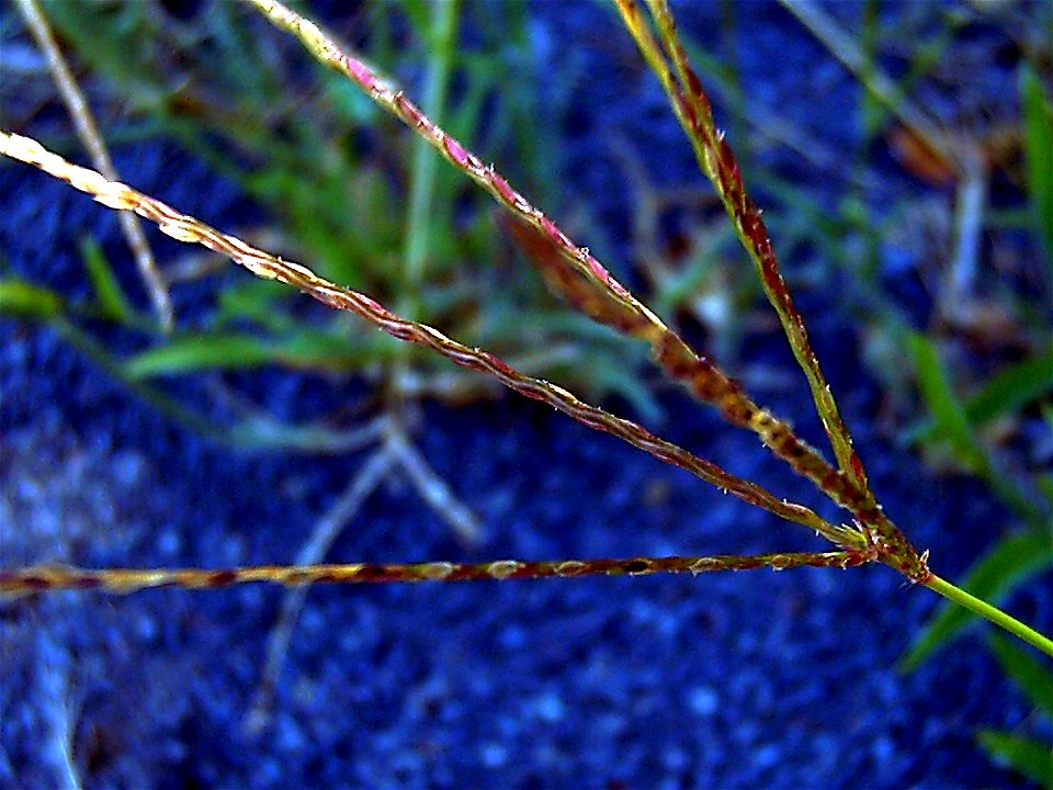 Cynodon dactylon, flowers close up, Sierra Madrona, Spain photo