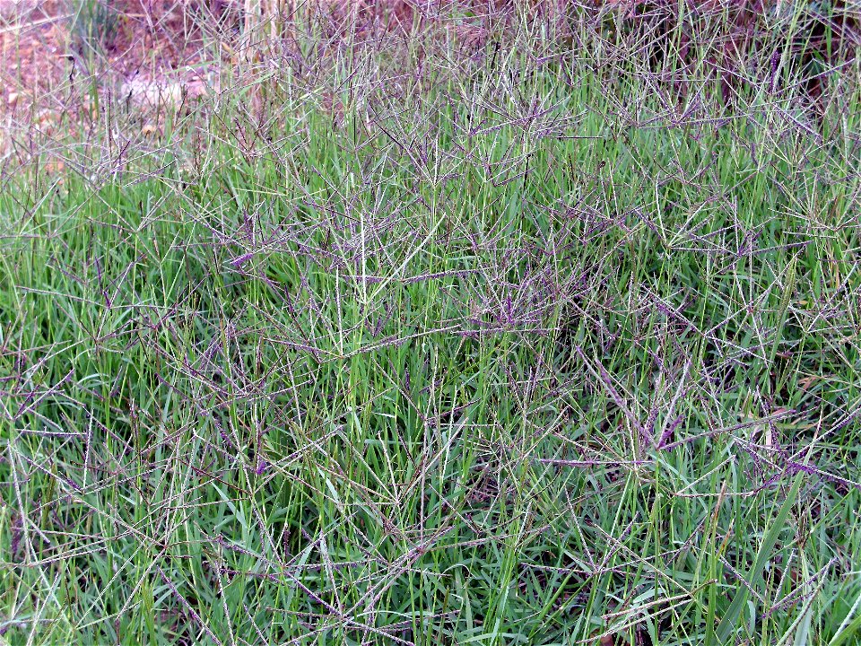 Cynodon dactylon flowering spikes, Dehesa Boyal de Puertollano, Spain