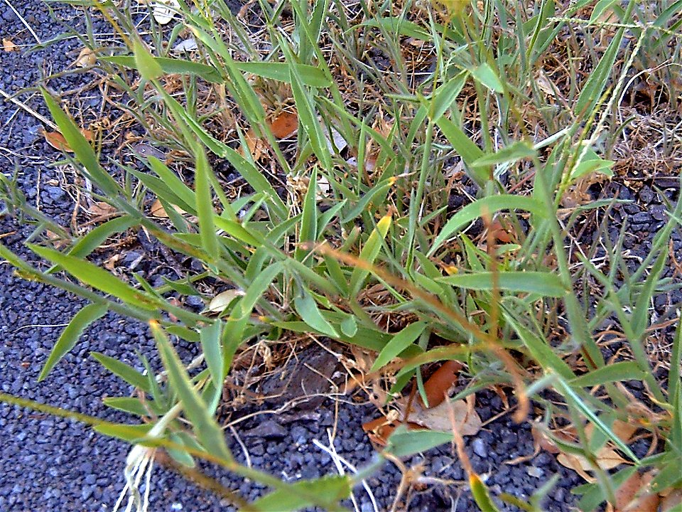 Cynodon dactylon, habit, Sierra Madrona, Spain