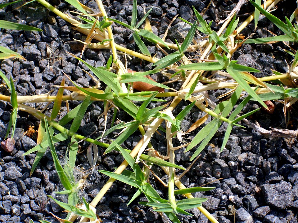 Cynodon dactylon creeping stems, Dehesa Boyal de Puertollano, Spain