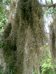 Spanish moss in a swamp at Little Ocmulgee State Park in Georgia.  The moss hangs from white oak trees over tannin-stained waters.