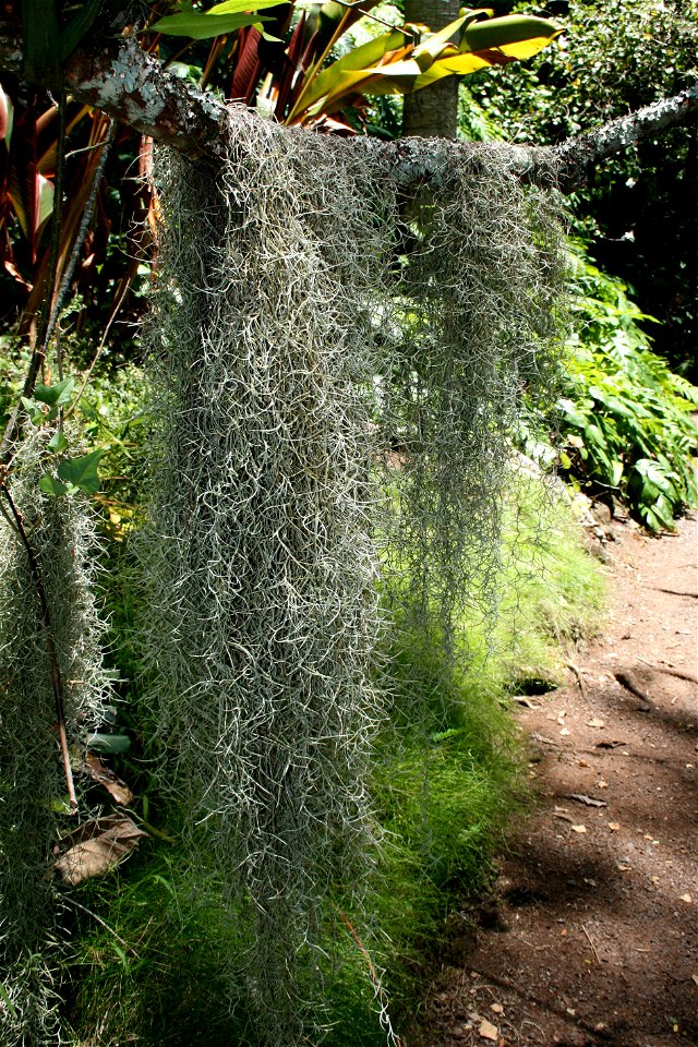 Photographer:  myself, Gh5046
A picture of Spanish moss taken 2007/08/29 at the McBryde Garden in Hawaii on the island of Kaua'i.

The photo is in its original state.