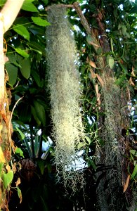 Tillandsia usneoides
“(Španělský mech)”
Prague botanic garden of Charles University
Botanická zahrada University Karlovy v Praze Na Slupi
Date= January 2008

Author=Karelj