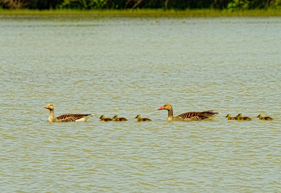 Greylag goose goose family goslings