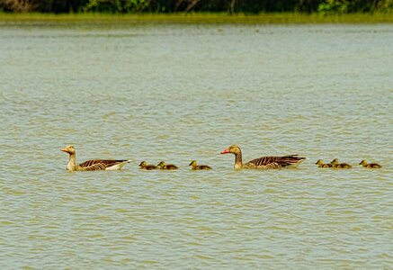 Greylag goose goose family goslings photo