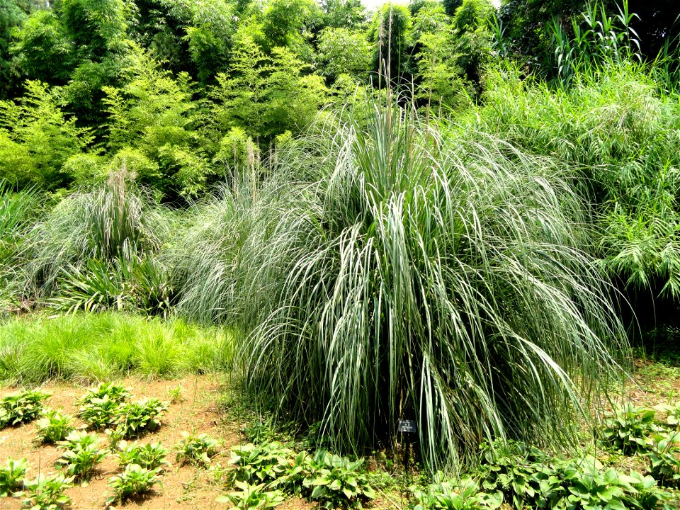 Plant specimen in the Kunming Botanical Garden, Kunming, Yunnan, China.