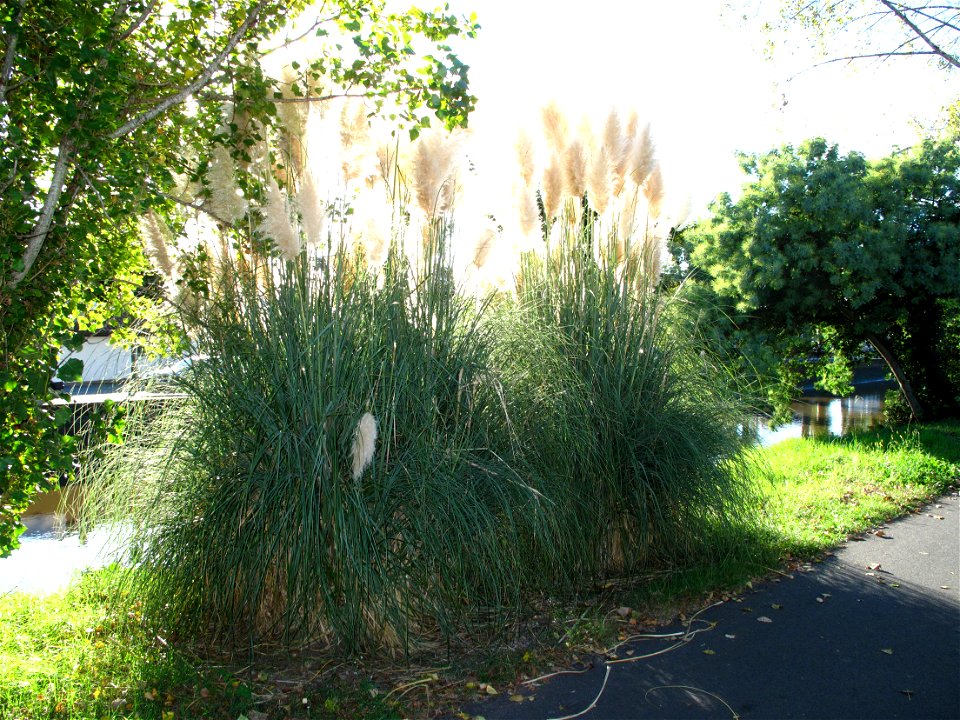 Pampa grass on the banks of the Boudigau river in Capbreton (Landes, France).
