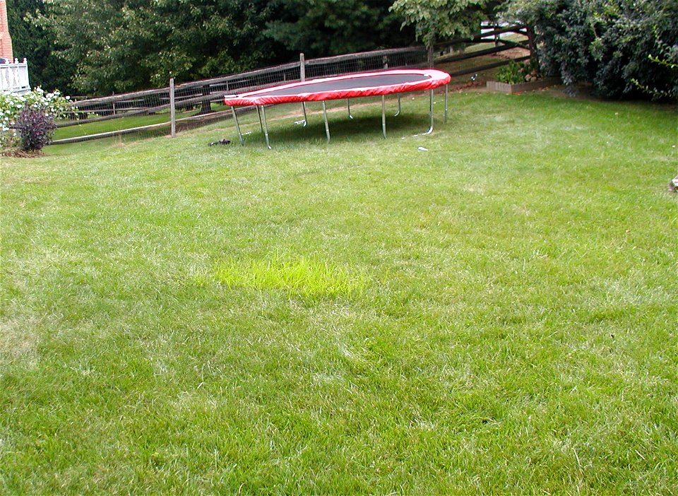 Cyperus esculantis (yellow nutsedge) in a Maryland lawn