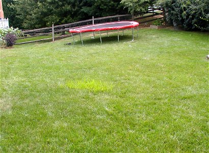 Cyperus esculantis (yellow nutsedge) in a Maryland lawn