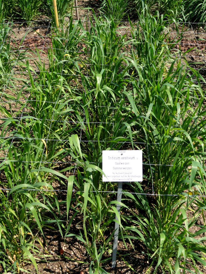 Triticum aestivum specimen in the Botanischer Garten München-Nymphenburg, Munich, Germany.