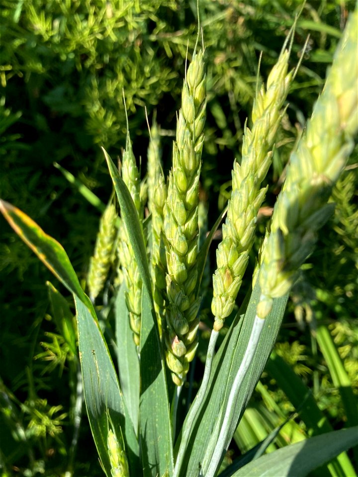 Bread Wheat (Triticum aestivum)