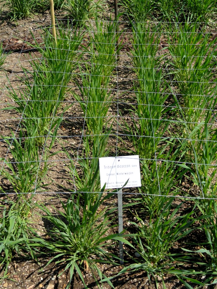 Triticum dicoccum specimen in the Botanischer Garten München-Nymphenburg, Munich, Germany.